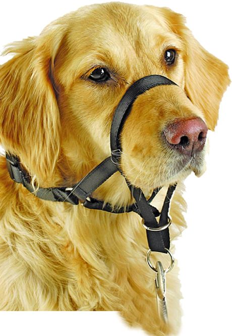 Hovedbilde Pawise Nossele Hundegrime Str 5 (