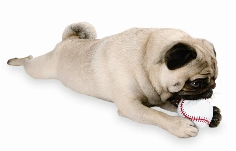 Planet Dog Orbee-Tuff Baseball | Fyllbar & Slitesterk Ball