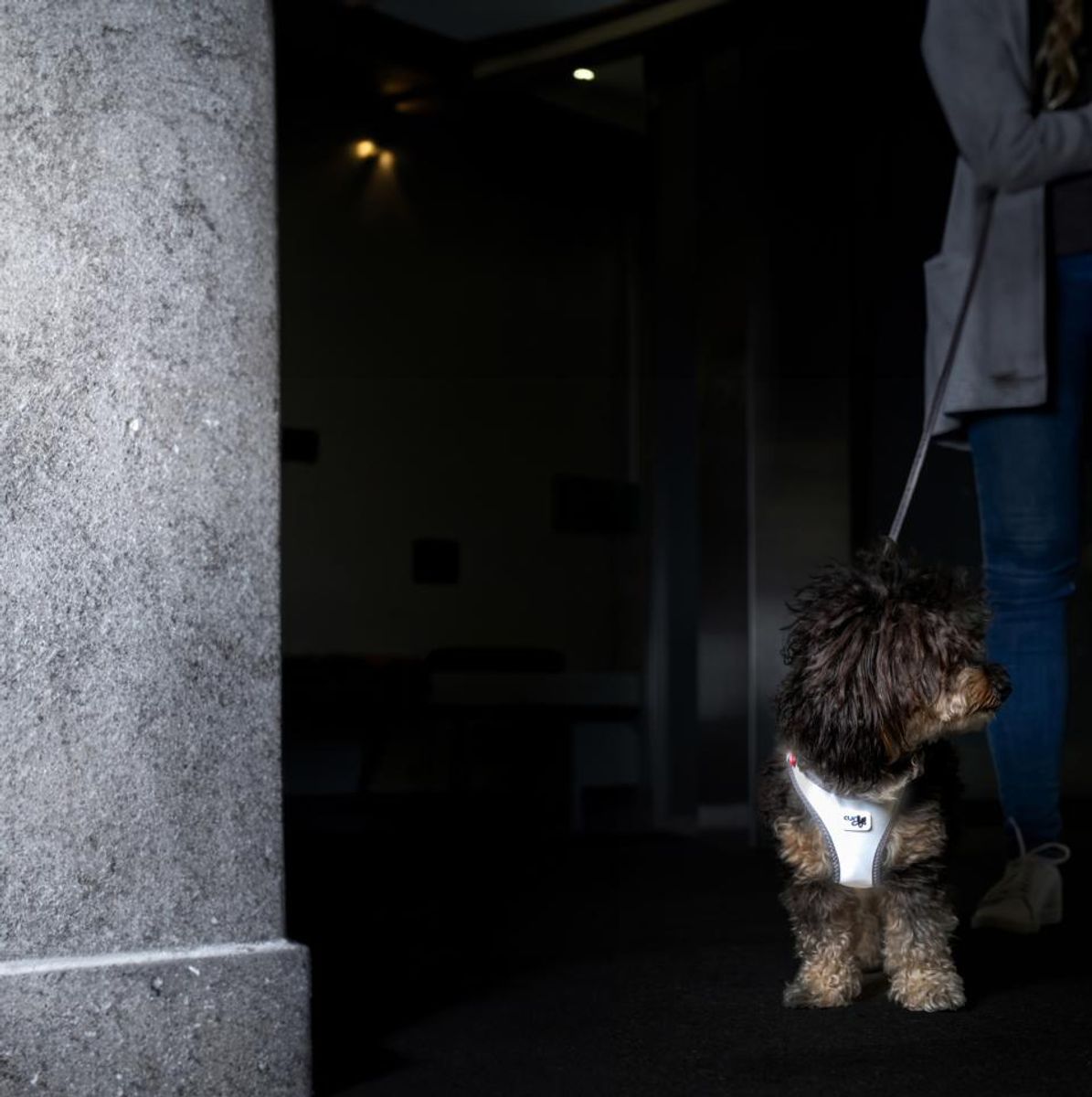 Curli Vest Clasp Glow Hundesele | Høytytende Helrefleks