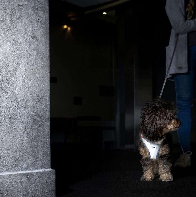 Curli Vest Clasp Glow Hundesele | Høytytende Helrefleks