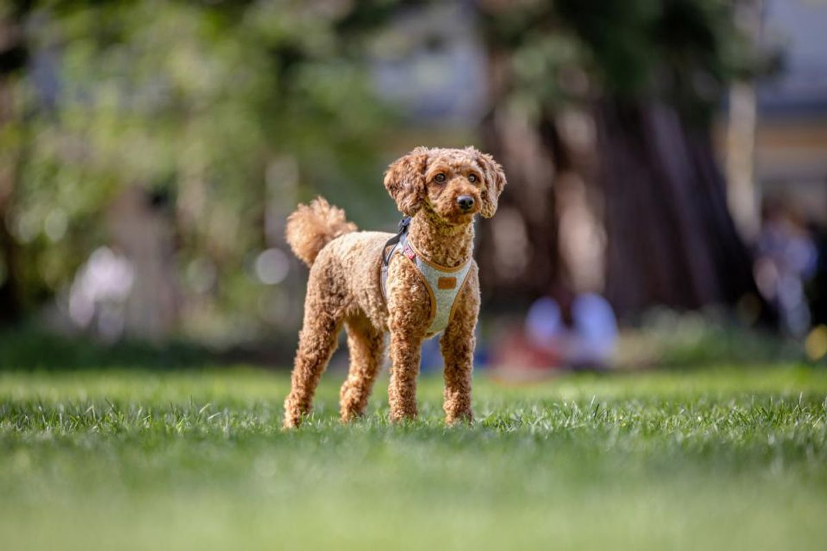 Curli Vest Clasp Alpine Hundesele | Bærekraftig Premium