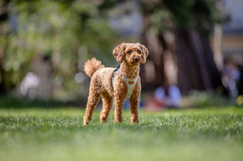 Curli Vest Clasp Alpine Hundesele | Bærekraftig Premium