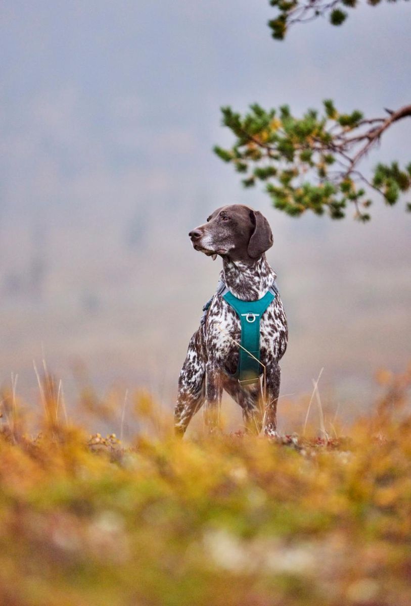 HURTTA Rover Hundesele - L: 65-80 cm