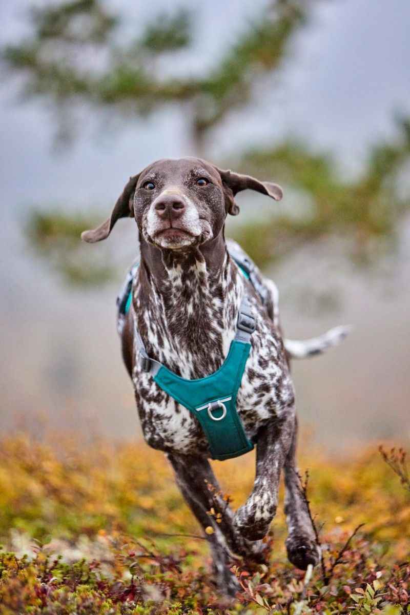 HURTTA Rover Hundesele - M: 55-70 cm