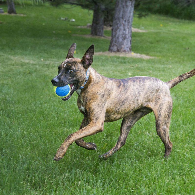 KONG AIRDOG SQUEAKER ULTRA 3PACK M Ø7CM