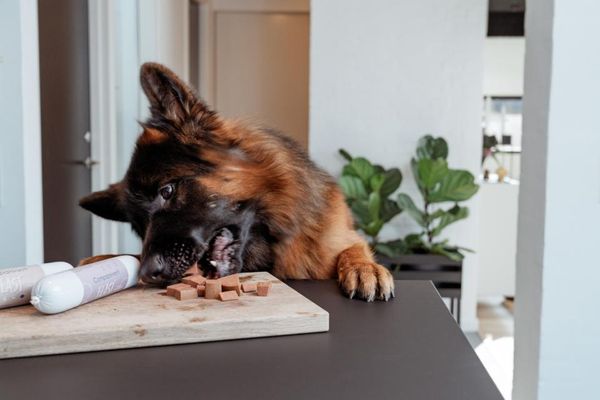 Hovedbilde Companion+ Feast Hjort 350g | Kornfri Fôrpølse | ...