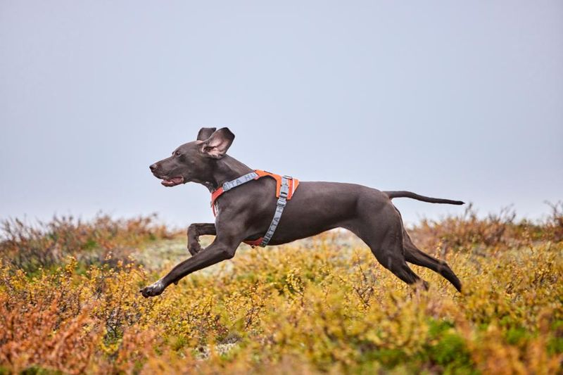 Hurtta Rover Sele Cinnamon | Ergonomisk Hundesele S–XL